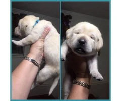 1 female and 3 males available AKC Yellow Lab Puppies - 3