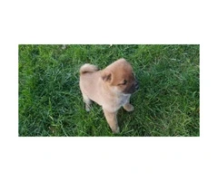 12 weeks old Akita Pups for Sale - 1