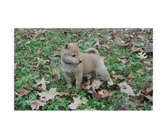 12 weeks old Akita Pups for Sale - 2