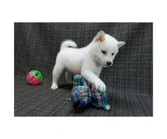 12 weeks old Akita Pups for Sale - 3