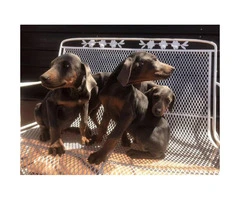 11 weeks old Doberman puppies for sale - pets  only