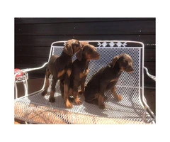 11 weeks old Doberman puppies for sale - pets  only - 2