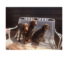 11 weeks old Doberman puppies for sale - pets  only - 3