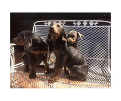 11 weeks old Doberman puppies for sale - pets  only - 4