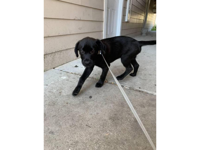 3 year old labrador for sale