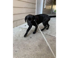 3 months old black lab puppy for sale