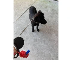 3 months old black lab puppy for sale - 3