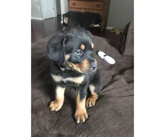 Male Rottweiler puppy for sale - 2