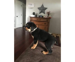 Male Rottweiler puppy for sale - 3