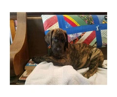 Three AKC Registered Great Dane pups for sale - 5