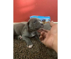 1 male and 2 females Blue nose puppies for sale