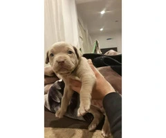 1 male and 2 females Blue nose puppies for sale - 2