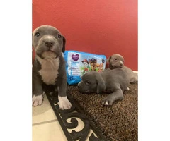 1 male and 2 females Blue nose puppies for sale - 3
