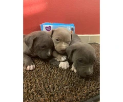 1 male and 2 females Blue nose puppies for sale - 4