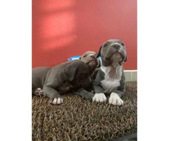 1 male and 2 females Blue nose puppies for sale - 5