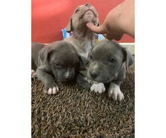 1 male and 2 females Blue nose puppies for sale - 6
