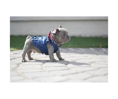 12 weeks old French Bulldog puppy available - 3