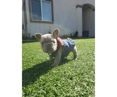 12 weeks old French Bulldog puppy available - 4
