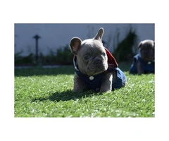 12 weeks old French Bulldog puppy available - 5