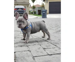 12 weeks old French Bulldog puppy available - 7