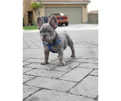 12 weeks old French Bulldog puppy available - 9