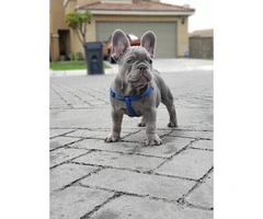 12 weeks old French Bulldog puppy available - 10