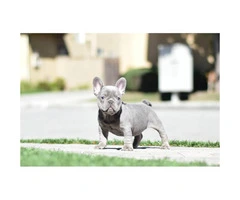 12 weeks old French Bulldog puppy available - 11