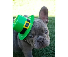 12 weeks old French Bulldog puppy available - 12
