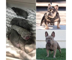 12 weeks old French Bulldog puppy available - 13