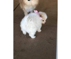 Cute and friendly cream & sable Pomeranian puppies - 1