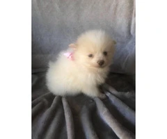 Cute and friendly cream & sable Pomeranian puppies - 2