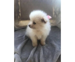 Cute and friendly cream & sable Pomeranian puppies - 3