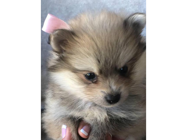 Cute and friendly cream & sable Pomeranian puppies in ...
