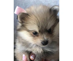Cute and friendly cream & sable Pomeranian puppies - 4