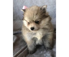 Cute and friendly cream & sable Pomeranian puppies - 5