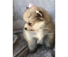 Cute and friendly cream & sable Pomeranian puppies - 6