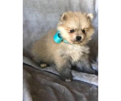 Cute and friendly cream & sable Pomeranian puppies - 7