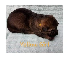 AKC German / Czech Shepherd Puppies 3 males and 3 females left