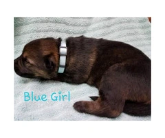AKC German / Czech Shepherd Puppies 3 males and 3 females left - 2