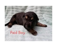 AKC German / Czech Shepherd Puppies 3 males and 3 females left - 3