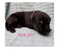 AKC German / Czech Shepherd Puppies 3 males and 3 females left - 4