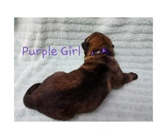 AKC German / Czech Shepherd Puppies 3 males and 3 females left - 5