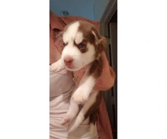 Siberian husky puppies only two boys and 1 girl left