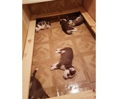Siberian husky puppies only two boys and 1 girl left - 2