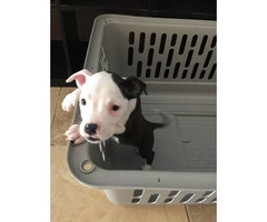 7 beautiful pit puppies available
