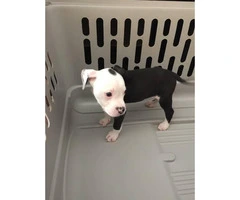 7 beautiful pit puppies available - 2