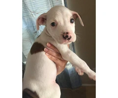 7 beautiful pit puppies available - 3