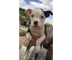 7 beautiful pit puppies available - 5