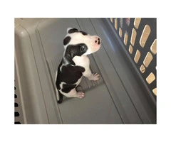 7 beautiful pit puppies available - 6