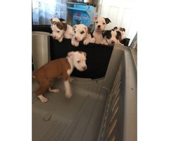 7 beautiful pit puppies available - 9